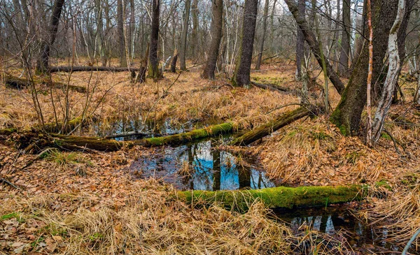 Sumpf im Wald — Stockfoto