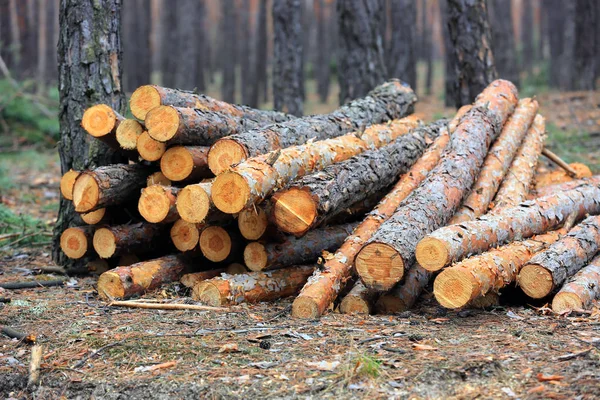 Pine wooden logs — Stock Photo, Image