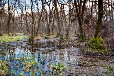 ormanda bataklık