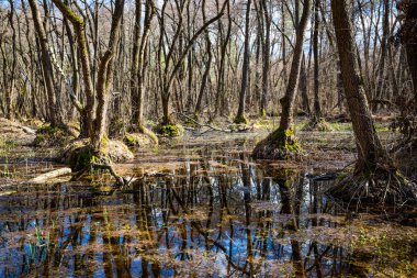 foresr içinde çıkmaza sokmak