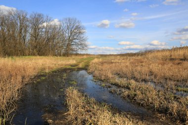 çayır üzerinde bahar