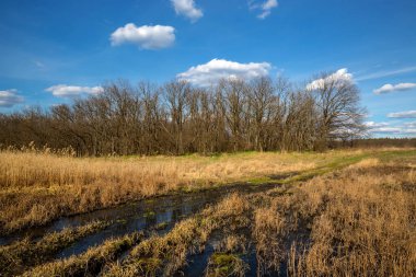 çayır üzerinde erken Bahar