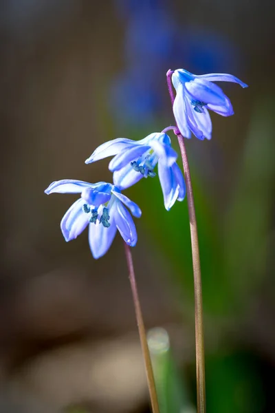 Drei Scilla Frühlingsblumen — Stockfoto