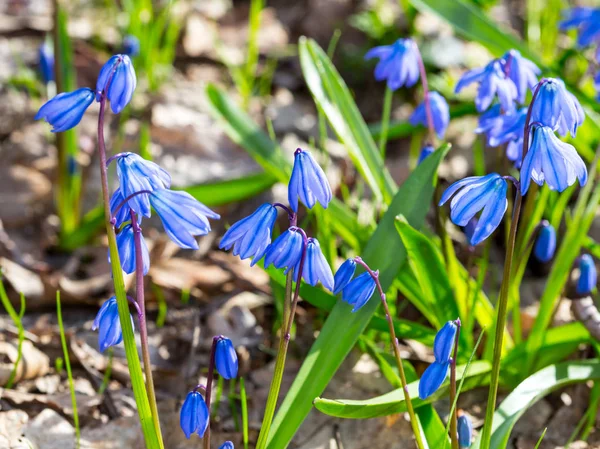 Nice blue spring flowers — Stock Photo, Image