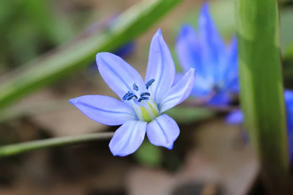 Bonita flor azul salvaje —  Fotos de Stock