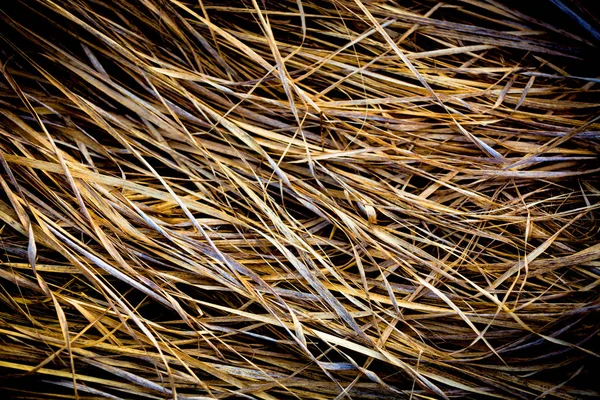 Dry grass bachround — Stock Photo, Image