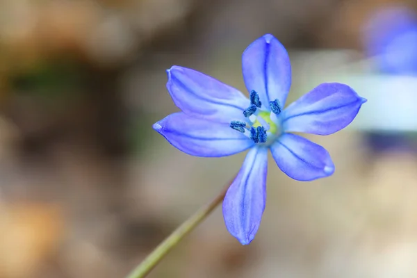 Bel fiore di scilla bifolia — Foto Stock