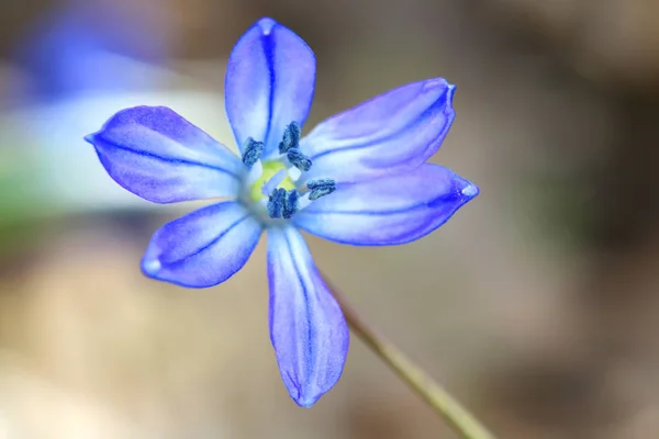 Nice scilla bifolia flower — Stock Photo, Image