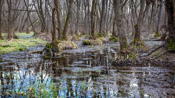 Frühling im tiefen Wald — Stockfoto