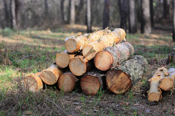 Logs in forest — Stock Photo, Image