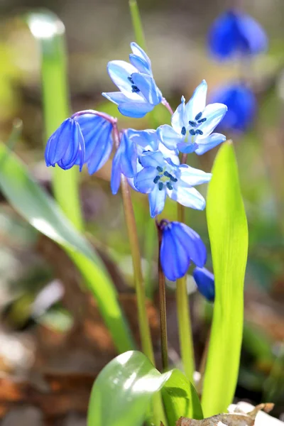 Scilla bifolia bahar çiçekleri — Stok fotoğraf