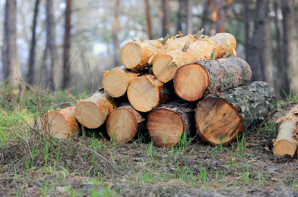 Logs in forest — Stock Photo, Image