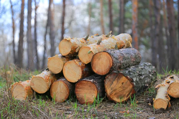 Pine logs in forest — Stock Photo, Image