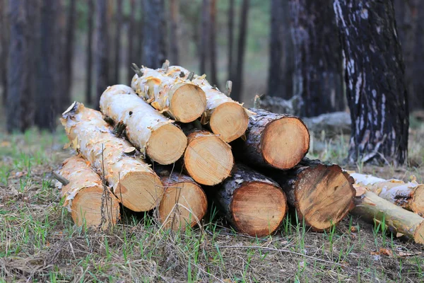 Troncos en bosque de pino — Foto de Stock