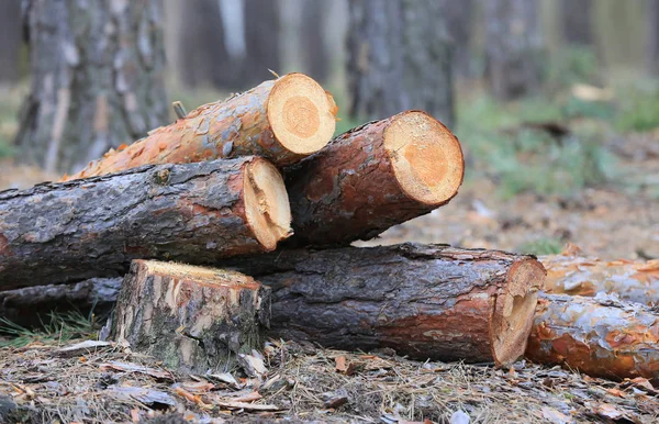 Boschi di pino nella foresta — Foto Stock