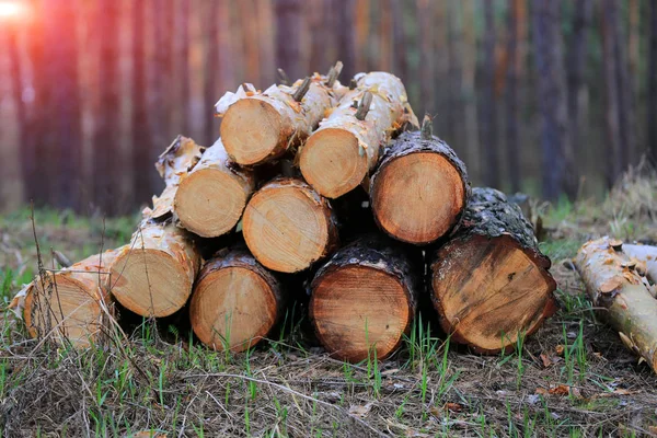 Logs on evening meadow — Stock Photo, Image