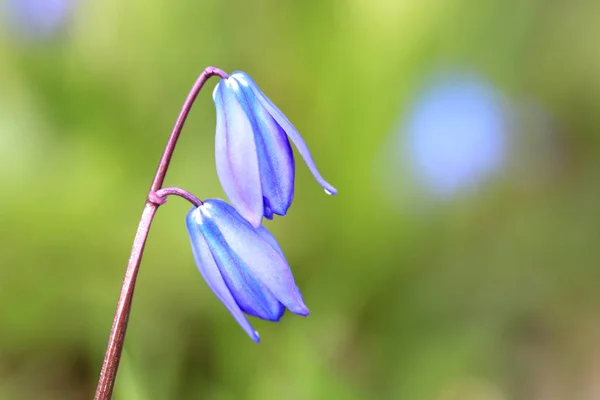Scilla bifolia fiori — Foto Stock