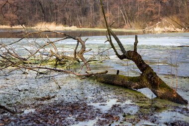 Bataklık üzerinde sahneleri