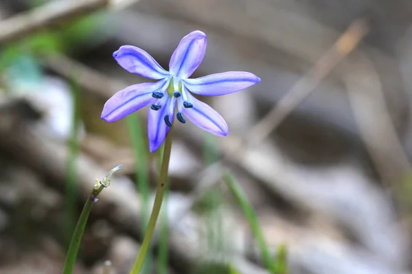Scilla sarkvirág kis virág — Stock Fotó