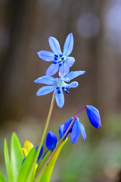 Dziki wiosennych kwiatów — Zdjęcie stockowe