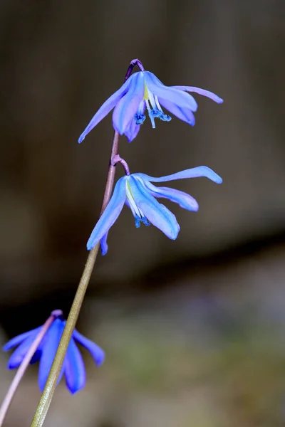 Bei fiori di scilla bifolia — Foto Stock