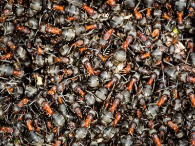 Karıncalar karınca yuvası üzerinde