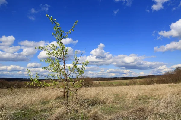 Primavera in steppa — Foto Stock