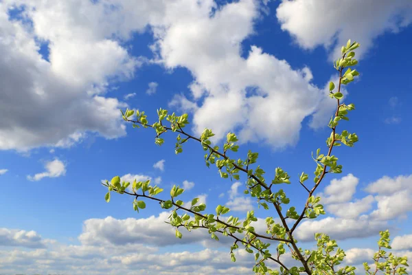 하늘 배경에 녹색 나뭇가지 — 스톡 사진