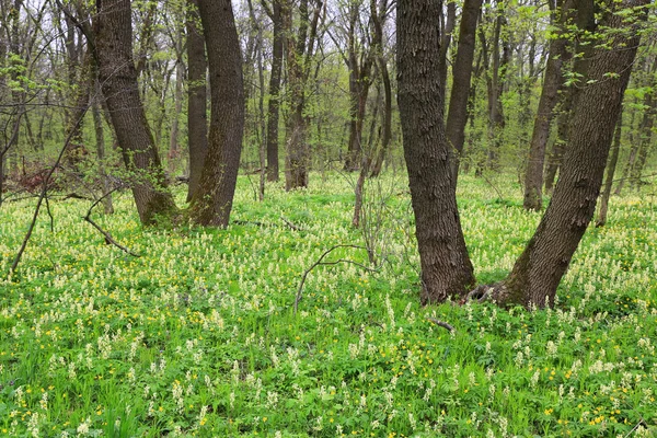 Spring forest scene — Stock Photo, Image