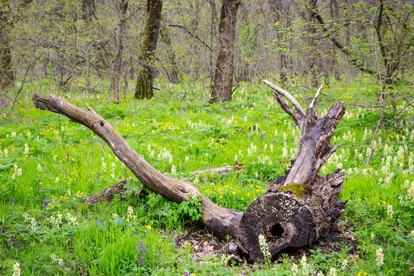 Стара ялинка в весняному лісі — стокове фото