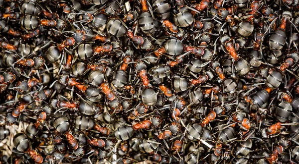 Přírodní pozadí mraveniště — Stock fotografie