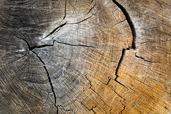 Stare drzewa wyciąć — Zdjęcie stockowe