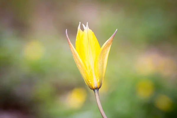 Абстрактный желтый тюльпан — стоковое фото