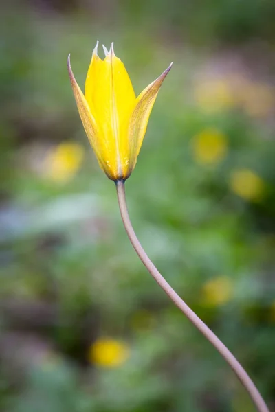 Tavaszi sárga tulipán virág — Stock Fotó