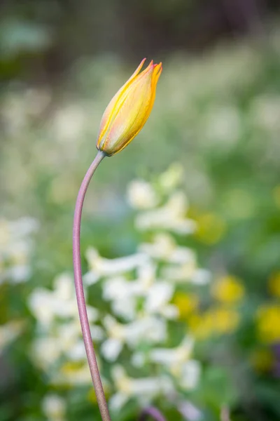 Primavera amarela Tulipa — Fotografia de Stock