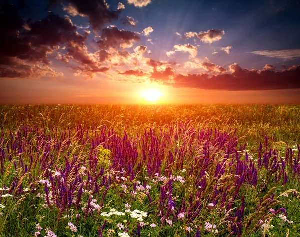 Захід сонця над квітами луг — стокове фото