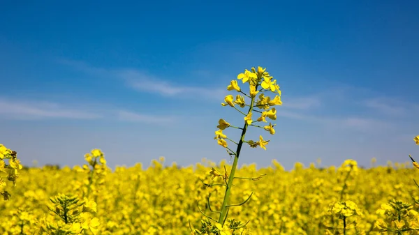 Rpae weide in zonnige dag — Stockfoto