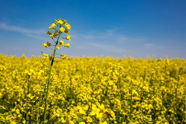 黄色レイプ草原 — ストック写真