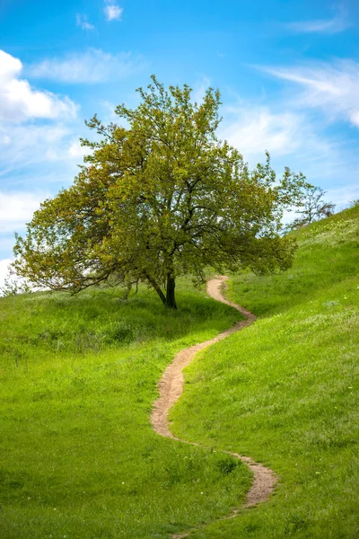 Tree yakınındaki yamaçta yol — Stok fotoğraf