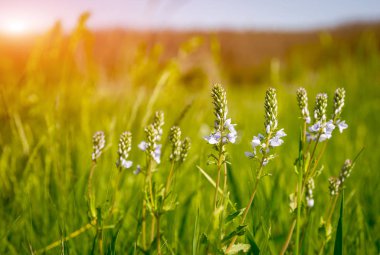 kır çiçekleri çayır üzerinde