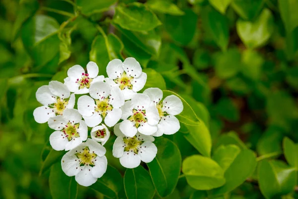 Broto de árvore de flor de primavera — Fotografia de Stock
