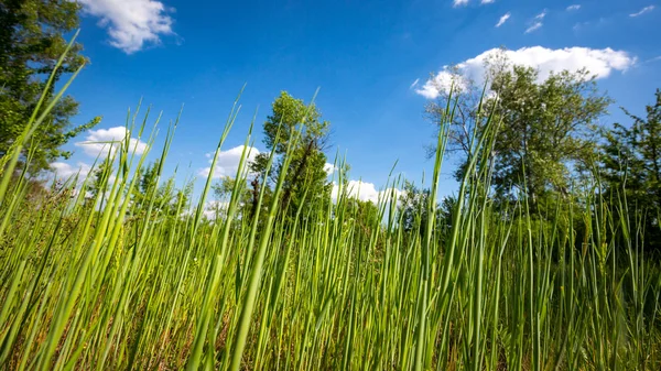 Green grass in forest — Stock Photo, Image