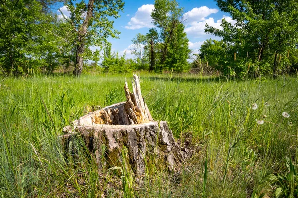 Wooden stump in forest — Stock Photo, Image