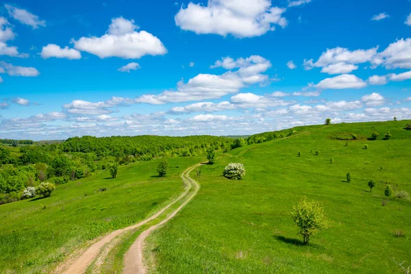 Sentier sur prairie verte — Photo