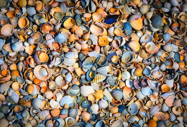 Conchas do mar fundo — Fotografia de Stock