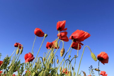 Mavi arkaplanda kırmızı gelincik çiçekleri