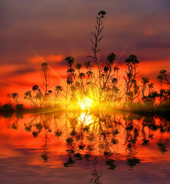 Zonsondergang trog gras — Stockfoto