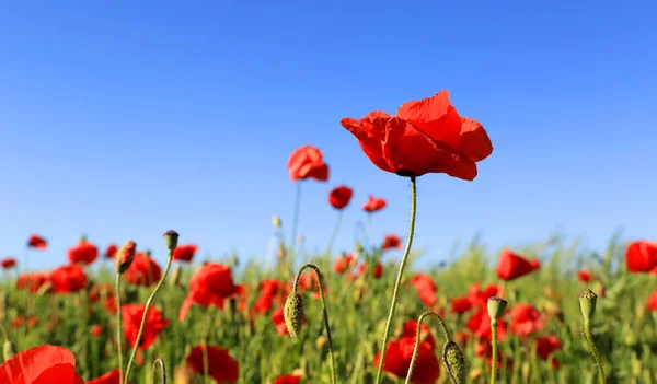 Flores silvestres de amapola roja — Foto de Stock