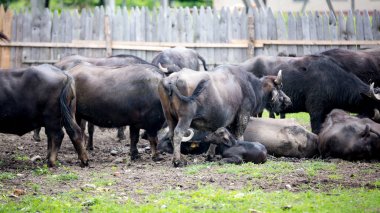 bufalo sürüsünü çiftlikte