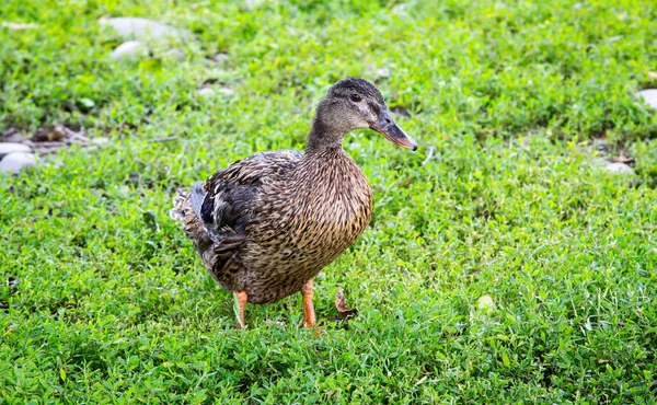 Duck on green pasture — Stock Photo, Image